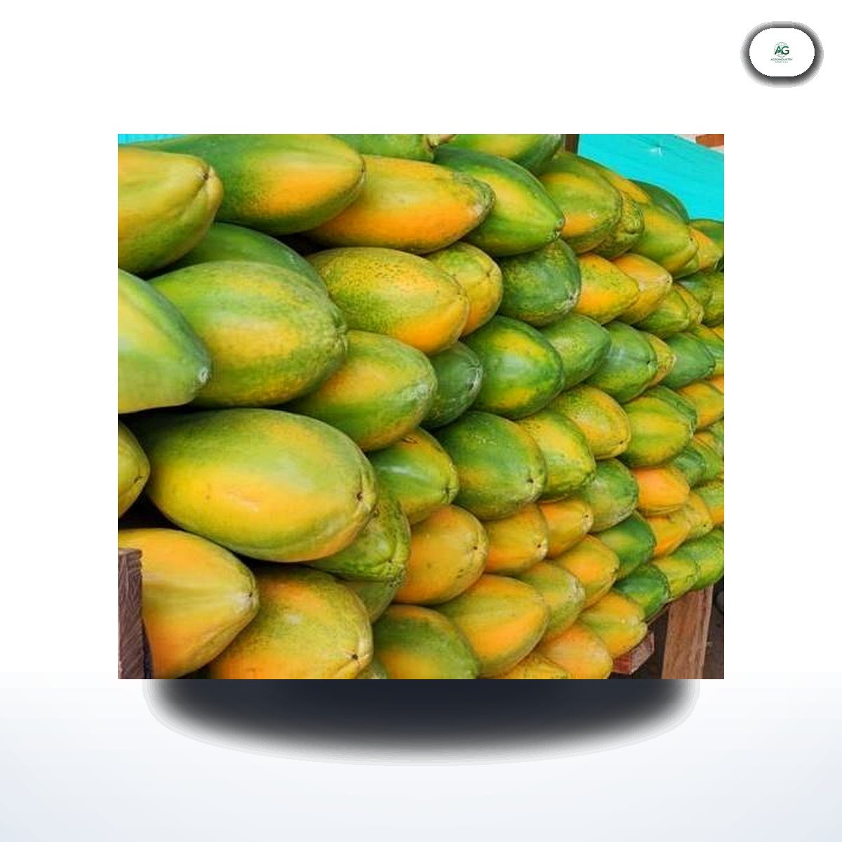 Papaya de Exportación